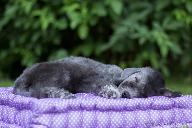 2014-07-03 Cherry-6833.jpg